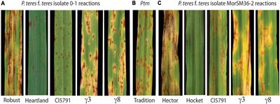 The Barley HvWRKY6 Transcription Factor Is Required for Resistance Against Pyrenophora teres f. teres